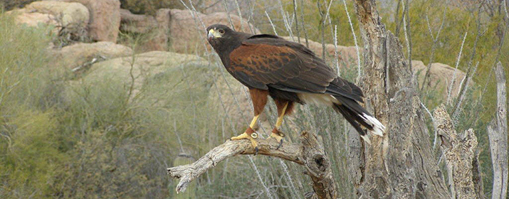 Safeguarding Raptors, Wildlife – Tucson Electric Power