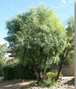 Trees For You – Tucson Electric Power