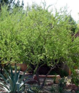 Trees For You – Tucson Electric Power